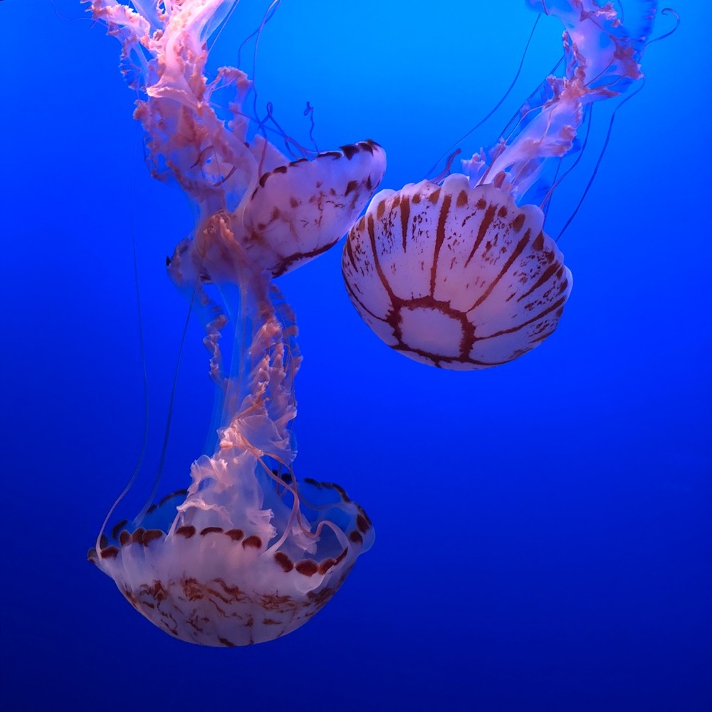 Meet your Posher, Mallory